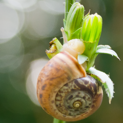 lnicola@mapstodon.space